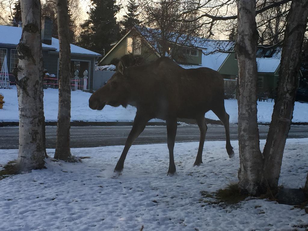 Turnagain Guest House Anchorage Esterno foto